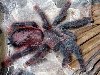 Древесный паук-птицеед Avicularia braunshauseni - представитель 1-й группы