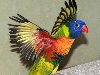 ... птица семейства попугаевых, обитающая в северной и восточной Австралии и ...