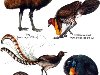 Птицы - Австралия, Новая Зеландия, Новая Гвинея