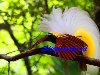 Большая райская птица (Paradisea) из питомников Индонезии, Австралии