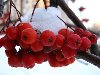 Теги: зима, фото, рябина, макро. Ссылка: http://www.creative.su/items/12564a