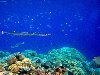 Египет, Рыбы Красного моря. Рыба-игла. Red Sea Needlefish (Tylosurus choram)
