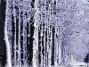 Скачать оригинал: Снег в лесу - 1920x1200. вырезать нужный размер