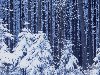 Скачать обои Новый год, лес, снег, зима 1920x1080.