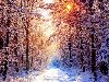 Зима обои, фото Снег в лесу картинки