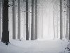 Обои » Природа » Лес » Снег в лесу