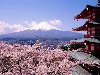 В Японии зацвела сакура. Прогноз цветения сакуры на этот год стало своего ...