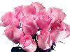 Картинка на рабочий стол: Ярко-розовые розы. Разрешение: 1680х1050