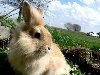 обои Дикий кролик фото скачать картинки животных на компьютер, скачать ...