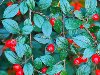 ...        Cotoneaster