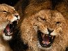 Лев и львица рассвирепели