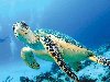 Морские Черепахи Фотография морской черепахи под водой