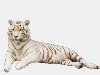 В пак вошли 12 белых тигров на прозрачном фоне, в формате .png