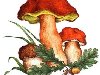 Фото 14. В конце лета в лесу появляются грибы, … Подберёзовик. Боровик.