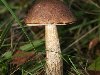 Подберёзовик — общее название для группы видов грибов рода Лекцинум. ...