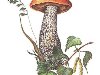 Фото 13. В конце лета в лесу появляются грибы, … Подберёзовик. Боровик.