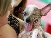 «Самая страшная собака в мире» по кличке Гас скончалась в США, ...