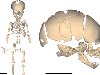 Реконструкция скелета новорожденного неандертальца из пещеры Мезмайская. ...