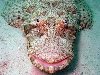 3 Смешные рыбы (26 фото + анимации)