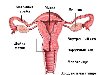 Матка – женский половой орган, в котором развивается эмбрион и вынашивается ...
