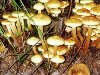 Ядовитые грибы; Скорая помощь