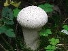 Описание грибов: съедобные грибы. Дождевик обыкновенный