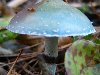Весь гриб синевато-зелёный. Шляпка небольшая, до 8 см в диаметре, ...