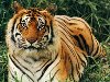 Среди этого подвида тигров встречается и белая вариация окраса.