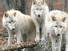 Широкоформатные обои Волки, Три волка в осеннем лесу. Скачать обои 1920x1080