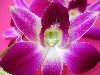 Добавим ещё Дендробиум благородный – имеет нежные, бело-розовые цветы, ...
