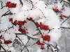 Обои - Зима - Рябина под снегом - 1600x1200