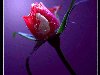красивые Анимашки Розы бесплатно, картинки про любовь, на рабочий стол