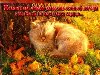Скачать Клипарт Осенние кошки одним архивом, бесплатно можно по ссылкам: