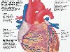 Ну а теперь, об ишемической болезни сердца. Ишемическая болезнь сердца - это ...