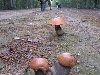 Неопытные грибники не всегда узнают съедобные грибы