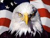 Как скачать обои на рабочий стол: орел на фоне флага США, обои для рабочего ...
