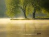 утро, утка, река, туман обои картинки на рабочий стол 1600х900 HD 16:9, ...