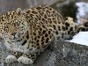 Дальневосточный леопард «в белых перчатках» в заповеднике «Кедровая падь» в ...
