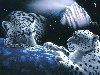 планета белых леопардов | planet of white leopards