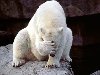 Белый медведь – самый большой медведь, он является самым крупным ...