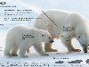 РИА Новости, Инфографика. Надежда Андрианова. Среда обитания белого медведя