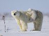В России белые медведи водятся на побережье Северного Ледовитого океана, ...