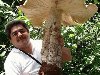 САМЫЙ БОЛЬШОЙ ГРИБ. Этот гриб был найден в Мексике. Его высота - 70 ...