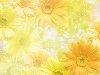 Обои картинки фото желтый, фон, цветы, yellow, flowers