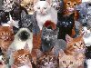 Животные - Царство котов