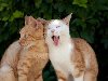 смешные кошки фото (700x465, 82Kb)