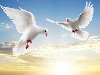Два белых летящих голубя на фоне заката и голубого неба, Животные, любовь