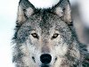 Скачать обои Морда волка 1440x900. Фото, заставки, картинки на рабочий стол ...