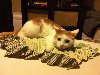 котэ,прикольные картинки с кошками,приколы про деньги. Подробнее