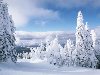 Зима - Леса, деревья / Природа фото обои